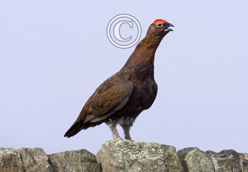 Red Grouse on a Wall DM0198